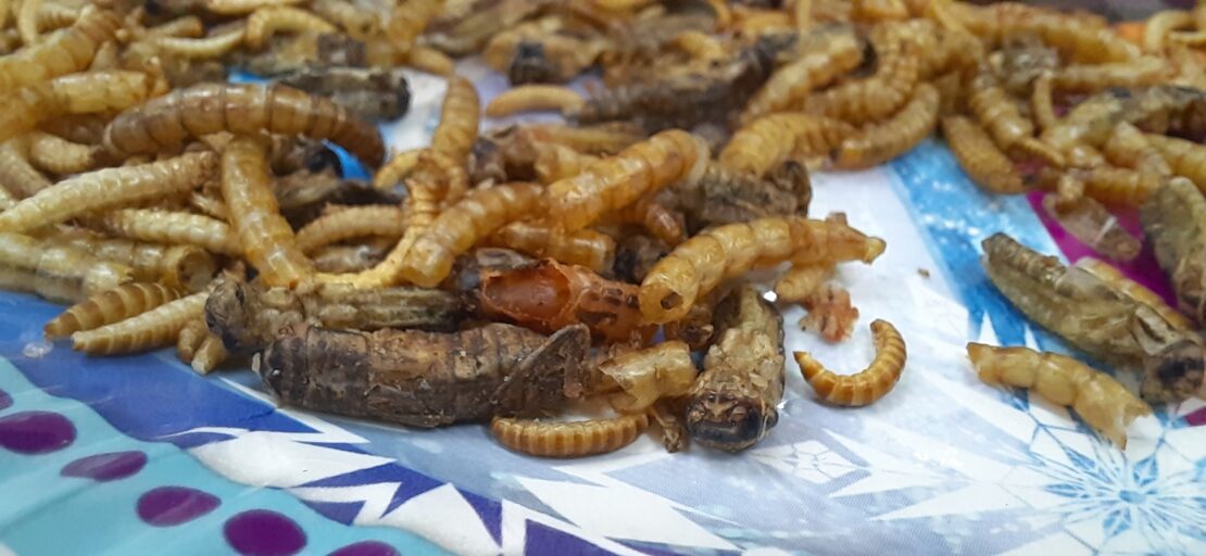 A close-up picture showing a plate of dried mealworms and locusts.